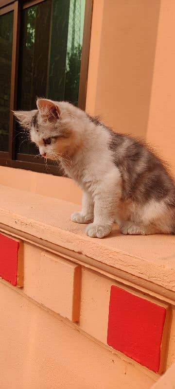 Persian kitten in gray & white 5