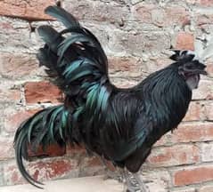 Ayam Cemani grey tongue