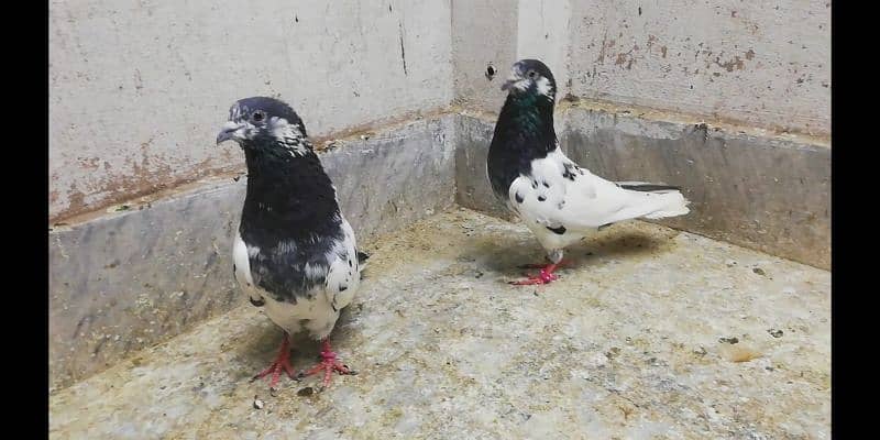 Ali  wale breeder pigeons males high quality kabootar location Sialkot 0