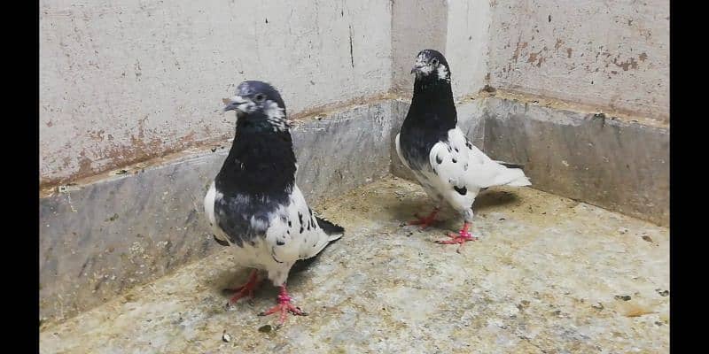 Ali  wale breeder pigeons males high quality kabootar location Sialkot 1