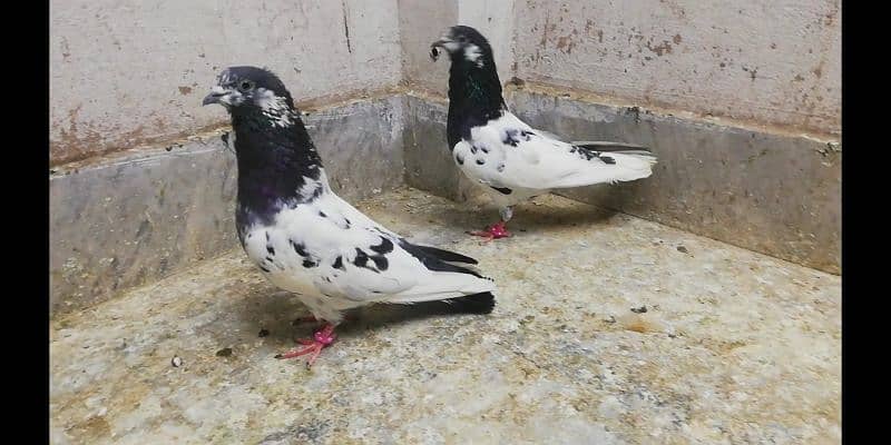 Ali  wale breeder pigeons males high quality kabootar location Sialkot 2