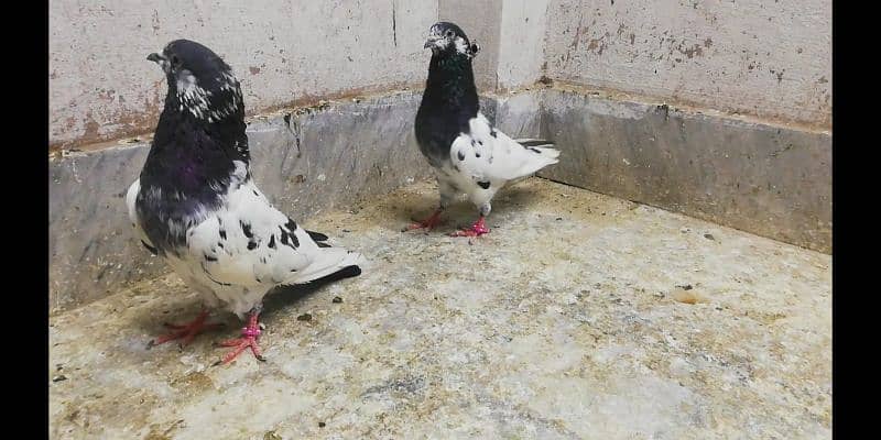 Ali  wale breeder pigeons males high quality kabootar location Sialkot 3