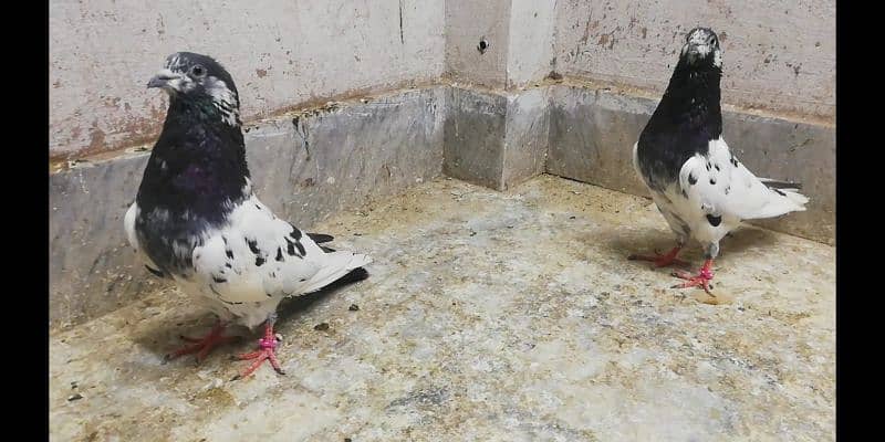 Ali  wale breeder pigeons males high quality kabootar location Sialkot 4