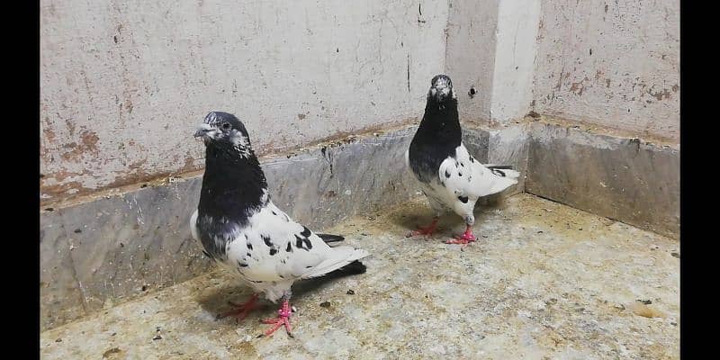 Ali  wale breeder pigeons males high quality kabootar location Sialkot 5