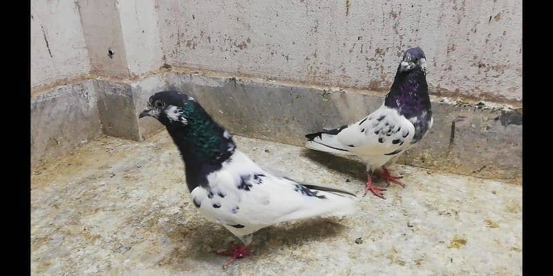 Ali  wale breeder pigeons males high quality kabootar location Sialkot 6