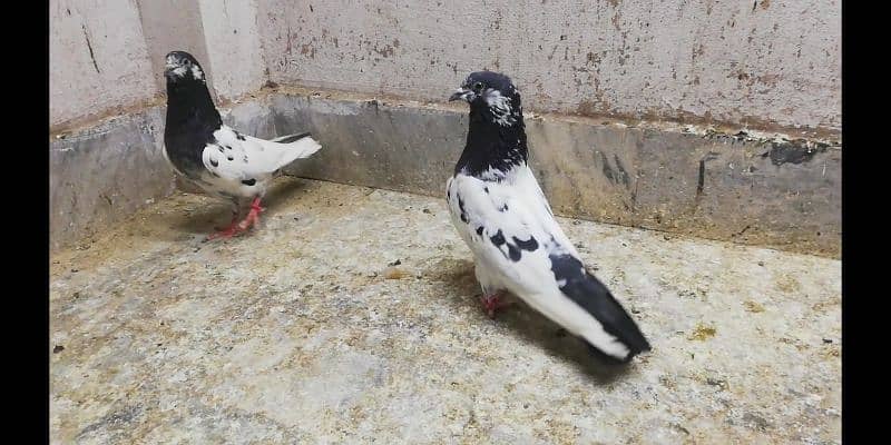 Ali  wale breeder pigeons males high quality kabootar location Sialkot 7