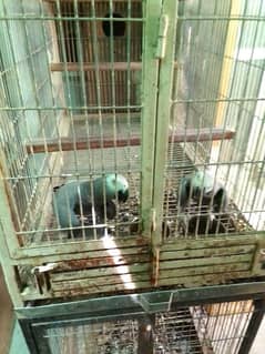 African gray breeder pair