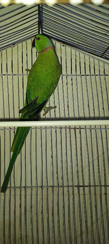 Parrot for Sale 0