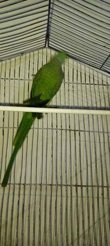 Parrot for Sale 1