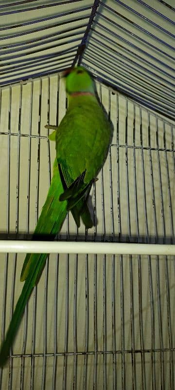 Parrot for Sale 2