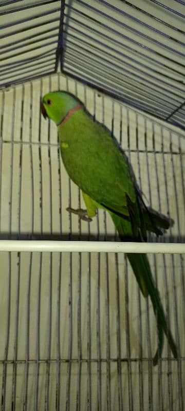 Parrot for Sale 3