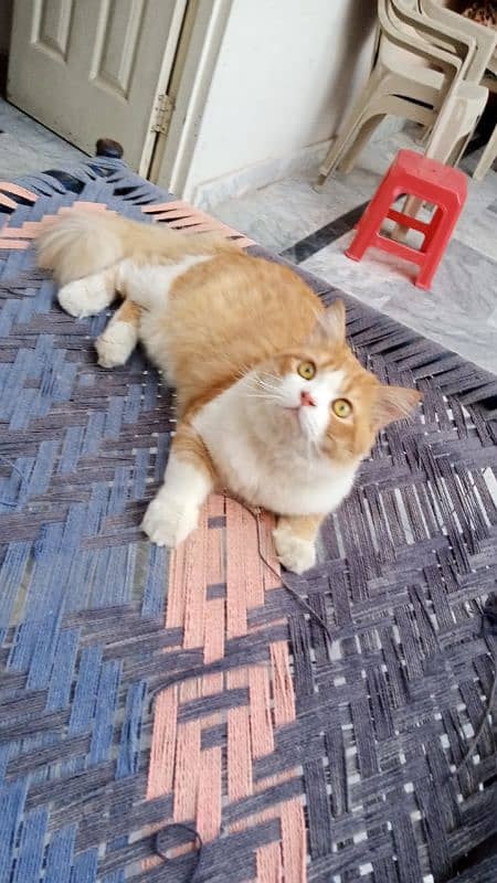 mashallah triple coated 2 female kitten and bhalo stud male available 0