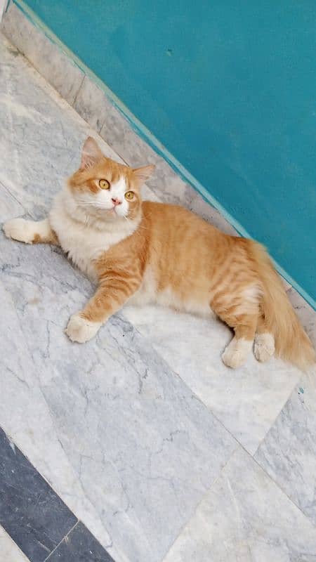 mashallah triple coated 2 female kitten and bhalo stud male available 6