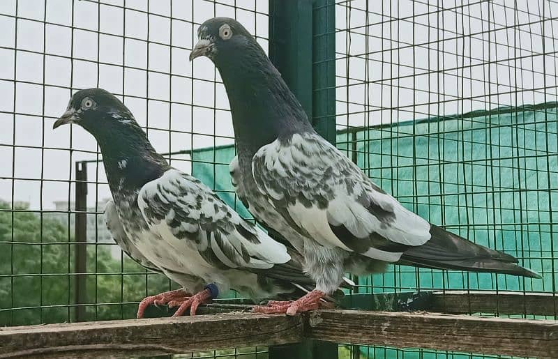 Pigeon Teddy Pair available for sale 0308-5000940 0