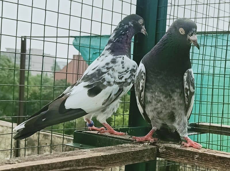 Pigeon Teddy Pair available for sale 0308-5000940 1