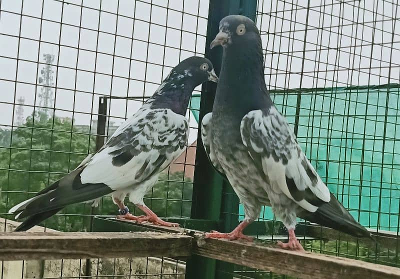 Pigeon Teddy Pair available for sale 0308-5000940 2