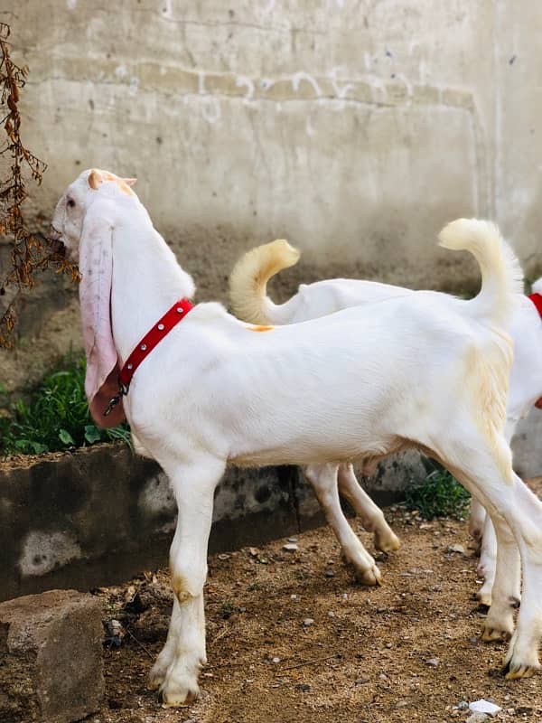 3 Gulabi Bakre and 1 Bakri for sale 4