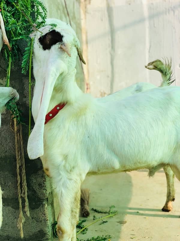 3 Gulabi Bakre and 1 Bakri for sale 6