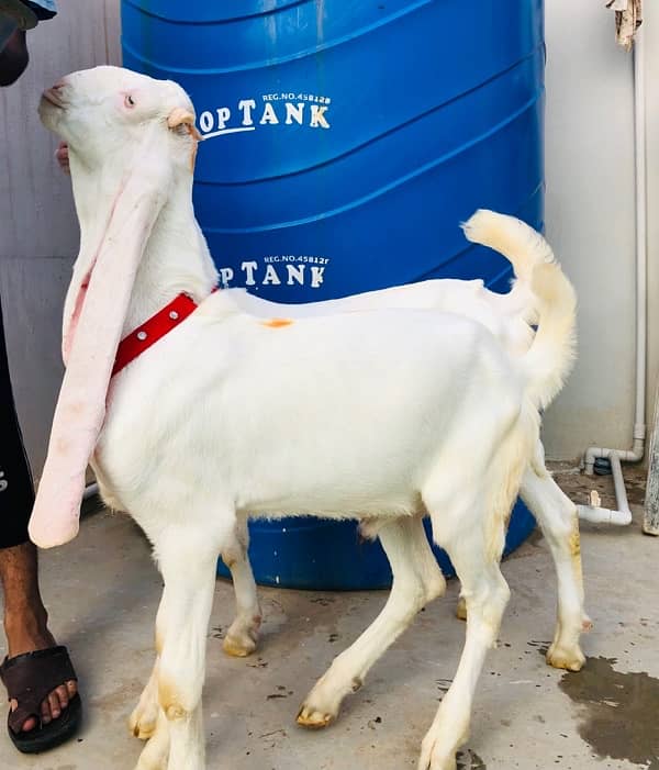 3 Gulabi Bakre and 1 Bakri for sale 7