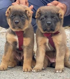 king Turkish kangal pair dabal hadi full security dogs for sale