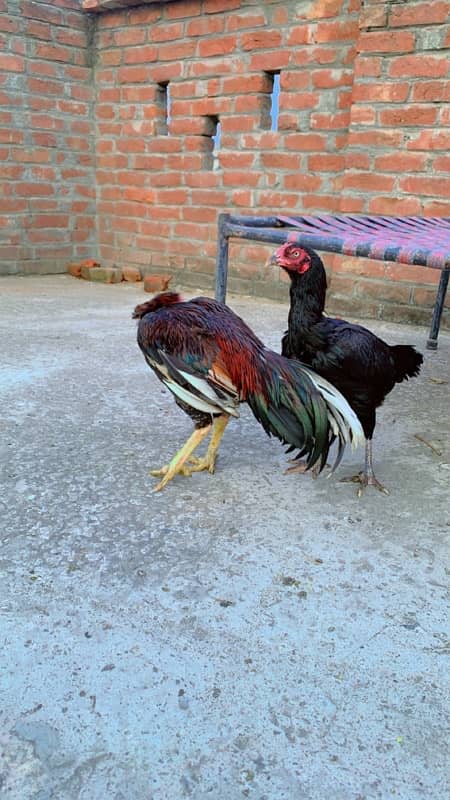 Aseel pair for sale 5