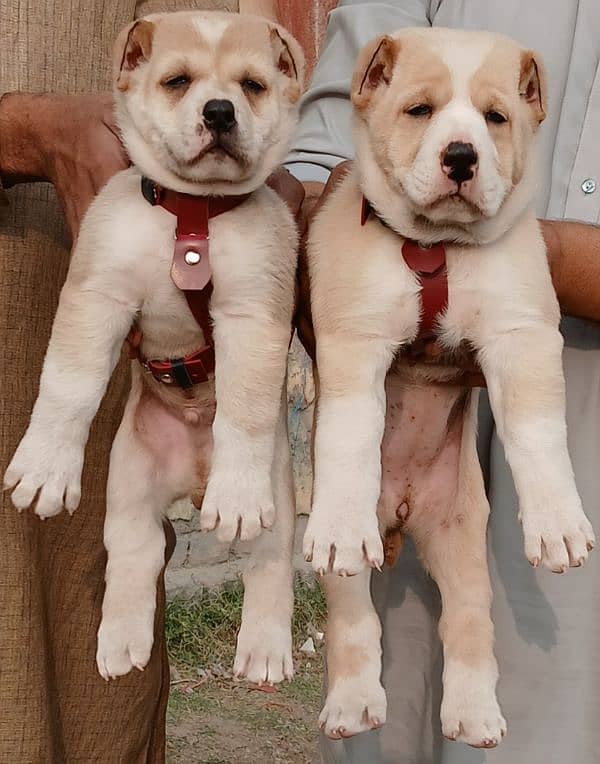 king alabai dabal hadi full security dogs for sale havey bone for sale 0