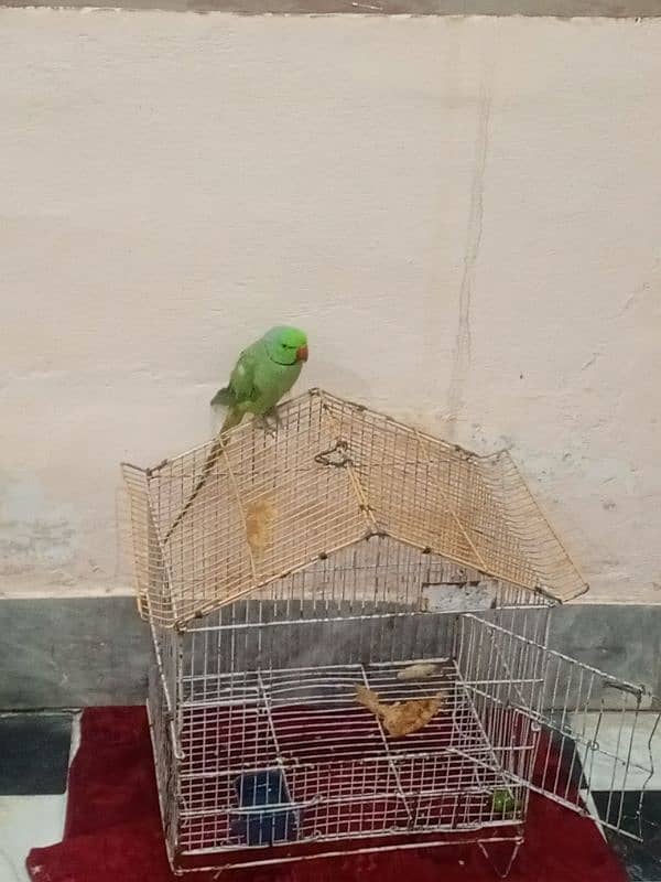 green ring nak male ha all ok ready for breed gane Aya ge ha 0