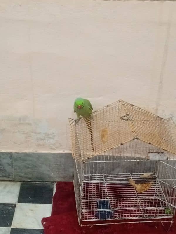 green ring nak male ha all ok ready for breed gane Aya ge ha 1