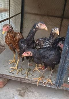 Desi hens/desi chicks available for sale