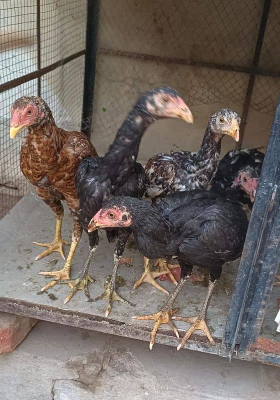 Desi hens/desi chicks available for sale 0