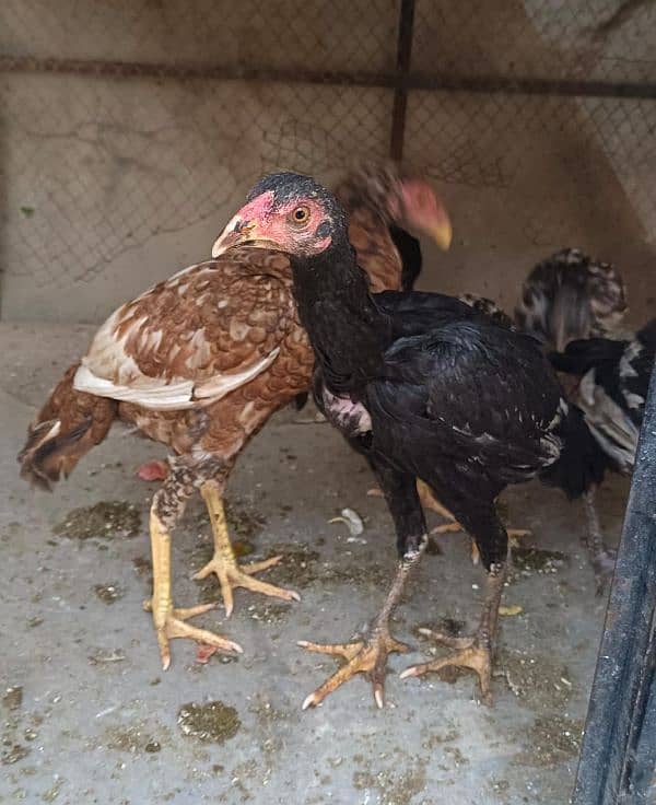 Desi hens/desi chicks available for sale 2