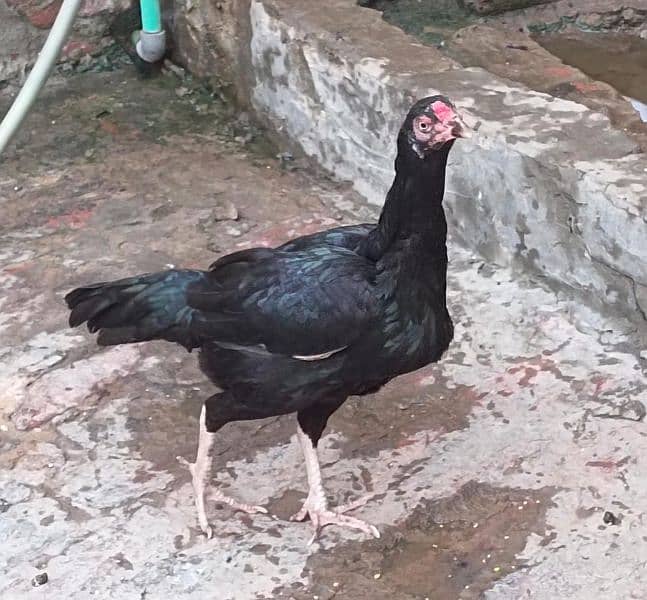 Desi hens/desi chicks available for sale 4