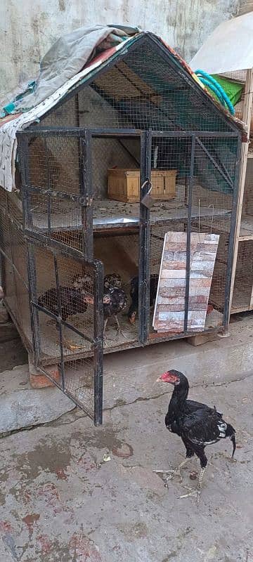 Desi hens/desi chicks available for sale 5