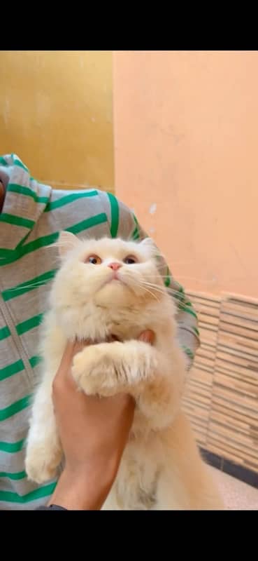 male cat for sale odd eyes pure white 0