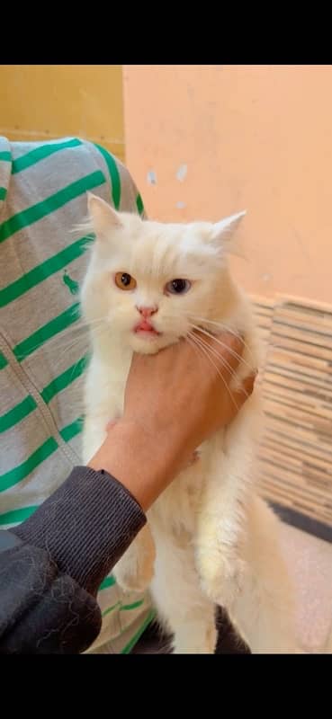 male cat for sale odd eyes pure white 1