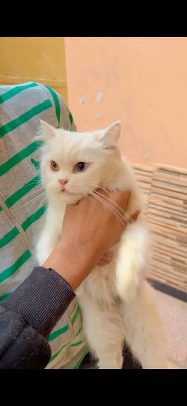 male cat for sale odd eyes pure white 2