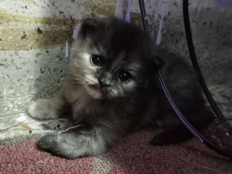 persian kitten vaccinated 1