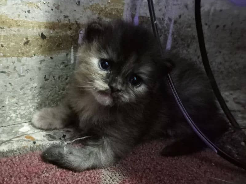 persian kitten vaccinated 2