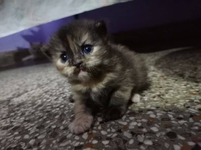 persian kitten vaccinated 3