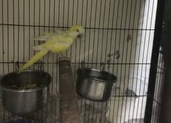 Monk parakeet and one female fellow cocktail