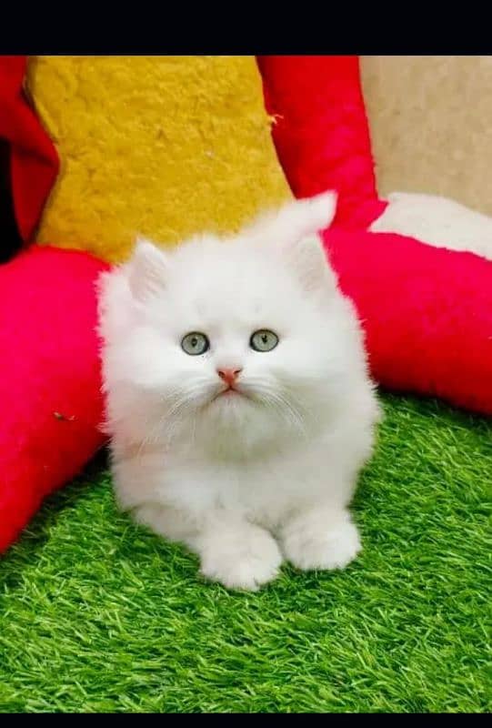 Persian triple coated punch face kittens 4