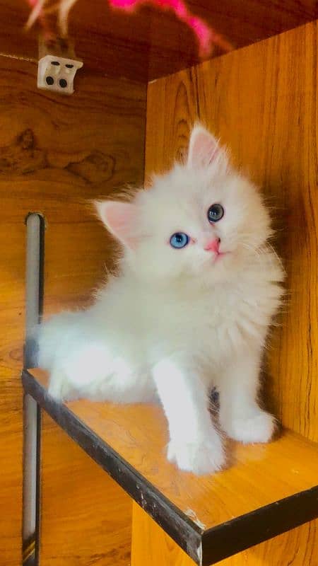 Persian triple coated punch face kittens 17