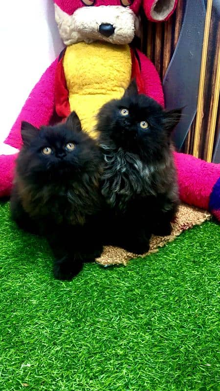 Persian triple coated punch face kittens 19