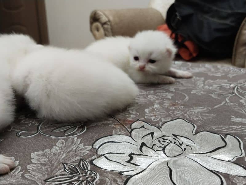 White kitten 5