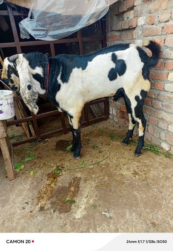 Bakra for sale 0