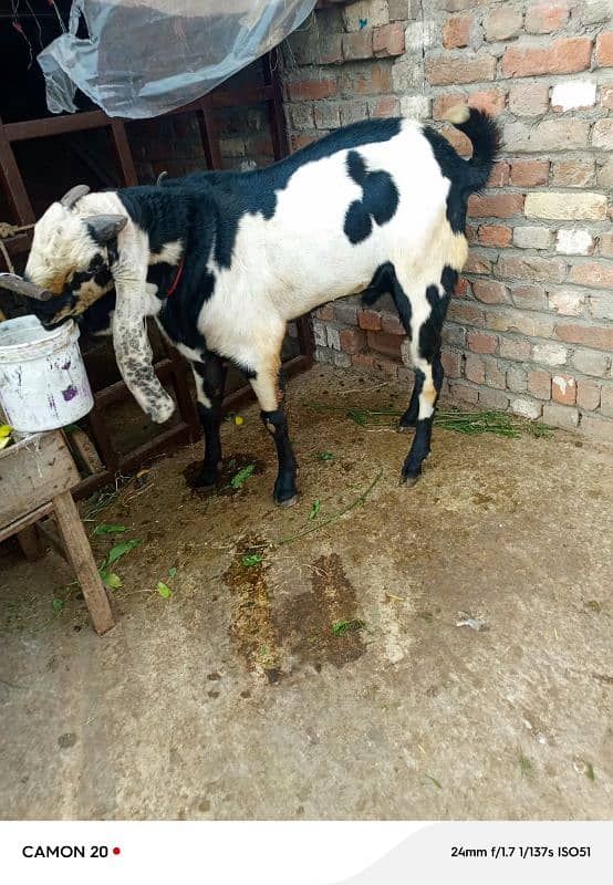 Bakra for sale 2