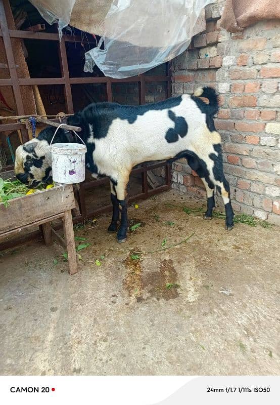 Bakra for sale 3