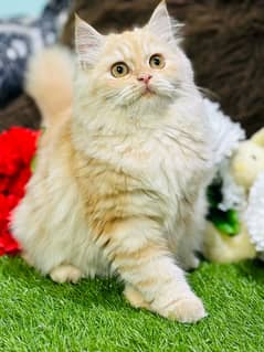 Persian Kittens Ready For New Home