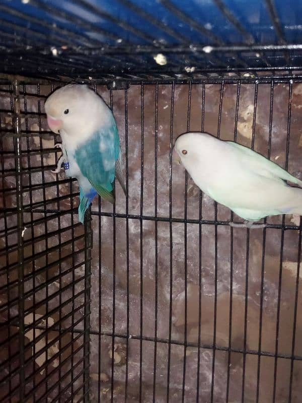 lovebird pair looking for New home 0