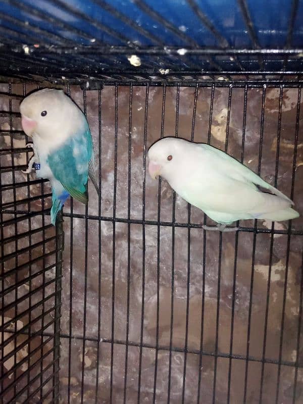 lovebird pair looking for New home 1